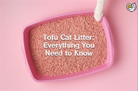 tofu cat litter review|Everything You Need To Know About Tofu Cat Litter – tuft + paw.